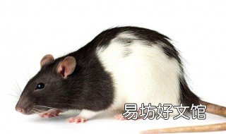 女人梦见把老鼠打死了 女人梦见一群老鼠被自己打死好不好