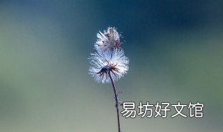 蒲公英茶每天喝可以吗 蒲公英茶每天喝好吗