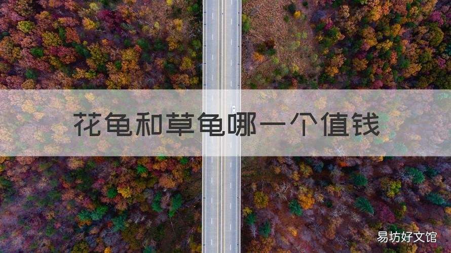 花龟和草龟哪一个值钱