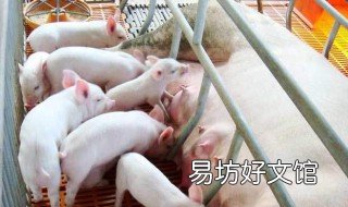 适合穷人养殖创业 适合穷人养殖创业,鸵鸟养殖