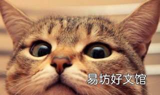 梦到被猫咬出血 梦到被猫咬出血周公解梦