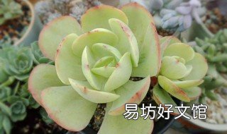 多肉桃花石如何爆侧头 多肉碧桃怎样爆头