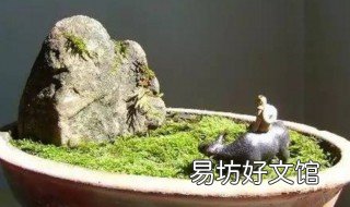 土豆皮如何自制苔藓 土豆皮怎么做
