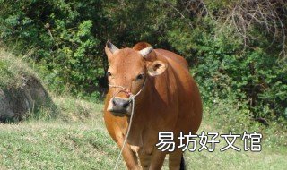 10头黄牛要多少亩草 养一百头牛要种多少亩草