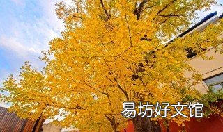 初冬赏银杏叶句子 初冬的银杏叶唯美句子