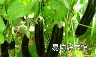 茄子能施尿素吗 茄子可以用尿素作追肥吗?