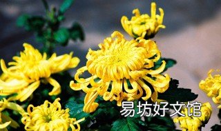 赞美菊花的打油诗 关于菊花的打油诗