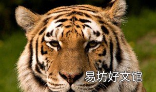 2022年属什么生肖 2022年属什么生肖五行属什么