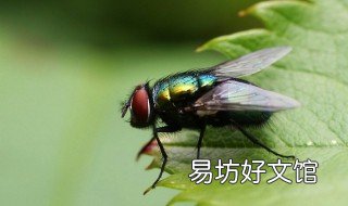 女人梦见苍蝇什么意思 梦里梦见苍蝇是什么意思