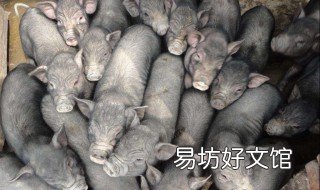 女人梦见黑猪好不好 女人梦见好多黑猪好不好