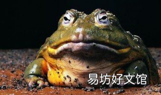 梦到蟾蜍