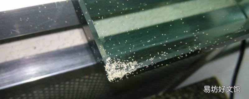 家具上有白色很小的虫子怎么办 家具上有白色很小的虫子怎么去除