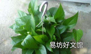 绿萝柱的养殖方法和注意事项 普通绿萝可以做绿萝柱吗