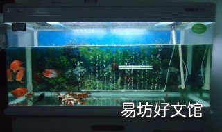 养鱼水浑浊怎么办 养鱼的水发浑浊怎么办