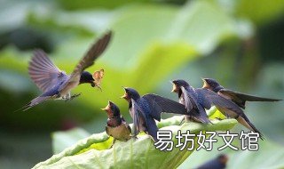 关于燕子的古诗 关于燕子的古诗小学