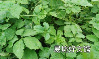 绞股蓝的副作用 绞股蓝的副作用和危害