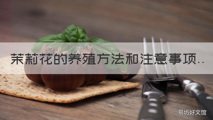 茉莉花的养殖方法和注意事项 盆栽茉莉花的养殖方法