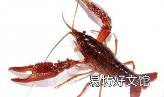 小龙虾怎么抓 饥荒小龙虾怎么抓