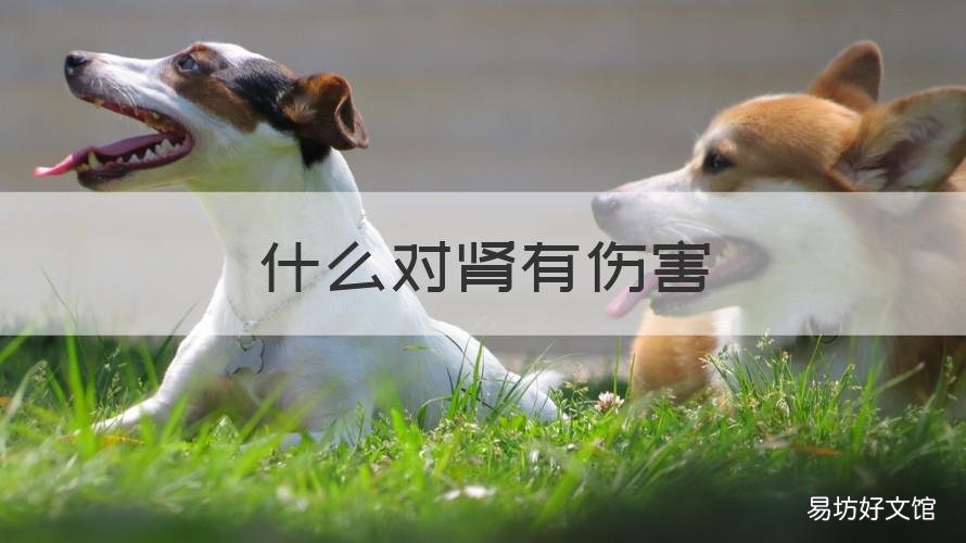 什么对肾有伤害 什么对肾有危害