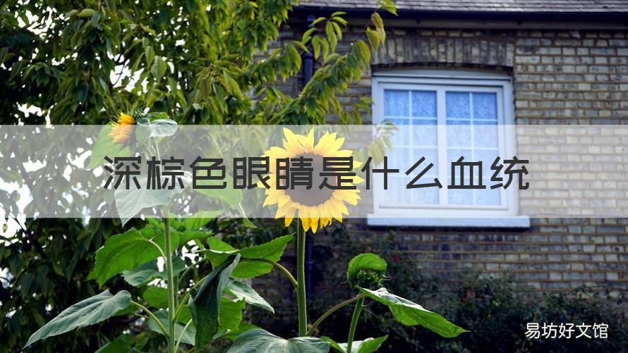 深棕色眼睛是什么血统
