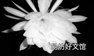 昙花诗词 咏昙花的古诗