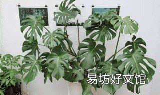 除甲醛排名第一的植物 卧室除甲醛排名第一的植物