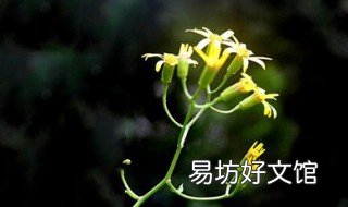 野花诗句 野花诗句代表人心情