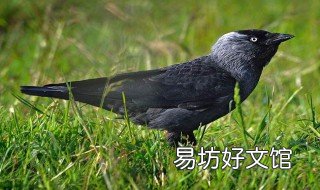 寒鸦介绍 寒鸦是什么