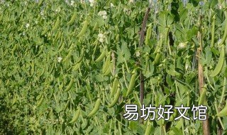 荷兰豆的种植时间 荷兰豆的种植时间和方法