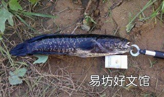 钓黑鱼用什么钩 漂流瓶钓黑鱼用什么钩