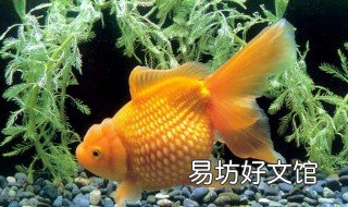 金鱼在家怎么繁殖 金鱼在家怎么自己繁殖