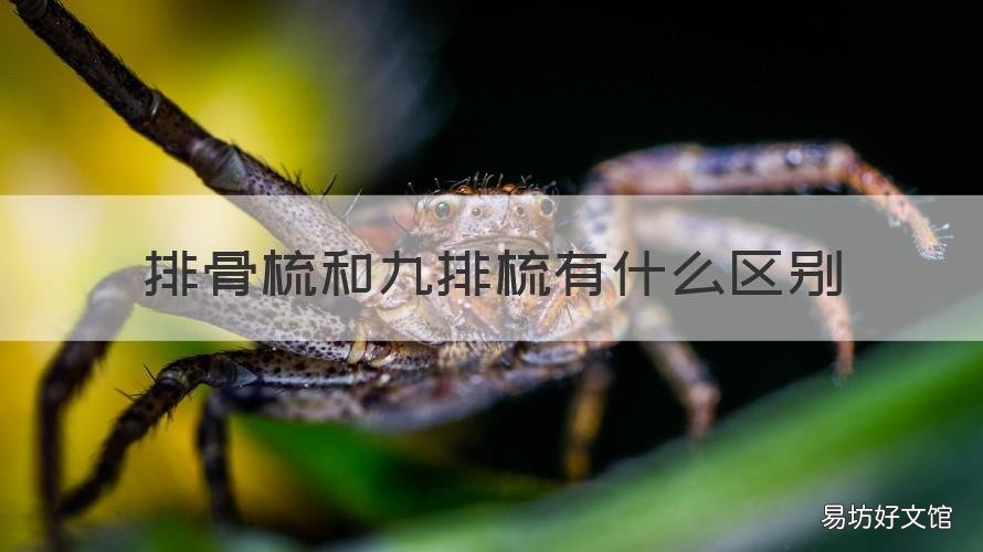 排骨梳和九排梳有什么区别 排骨梳和九排梳哪个好