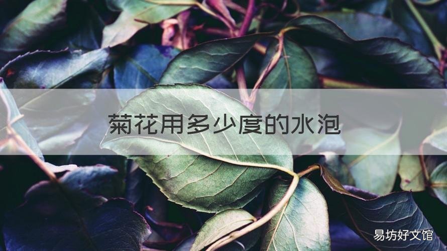 菊花用多少度的水泡 菊花需要多少度的水泡