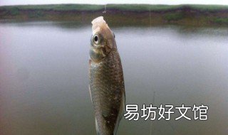 钓大鱼子线多长合适 钓大鱼子线多长最好