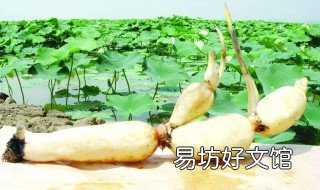 莲藕种子怎么种 莲藕用种子怎么种