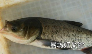 鱼的养殖方法 脆肉鲩鱼的养殖方法