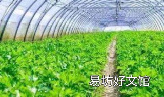 芹菜种植时间 芹菜种植时间及技术要点