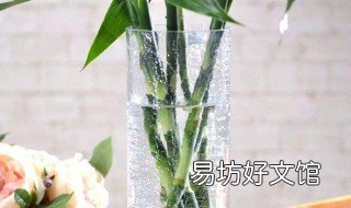 水培富贵竹怎么施肥 水培富贵竹施肥用什么肥料