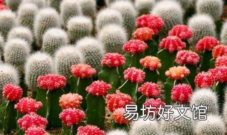 仙人球用什么肥料 仙人球适合用什么肥料