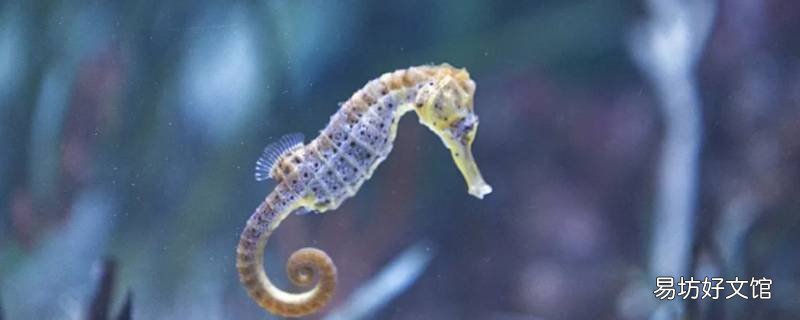 海马分公母吗 海马分公母不
