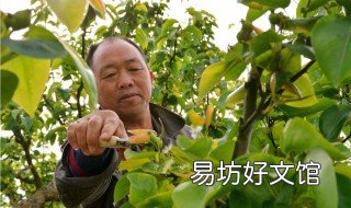 果樹(shù)什么時(shí)候剪枝 黃皮果樹(shù)什么時(shí)候剪枝