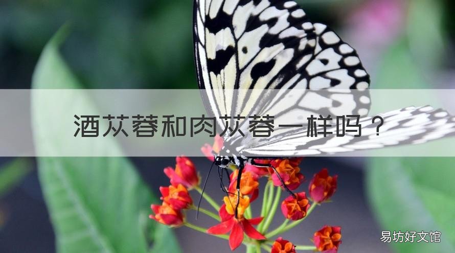 酒苁蓉和肉苁蓉一样吗 酒苁蓉与肉苁蓉有什么区别