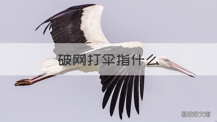 破网打伞指什么 打伞破网今日说法