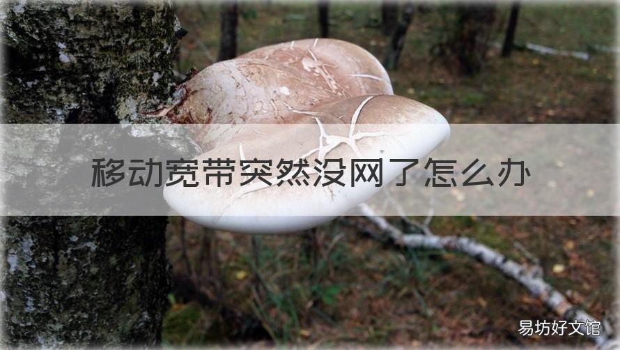 移动宽带突然没网了怎么办 为什么移动宽带突然没网了