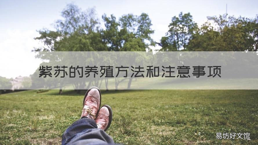 紫苏的养殖方法和注意事项 紫苏的养植方法