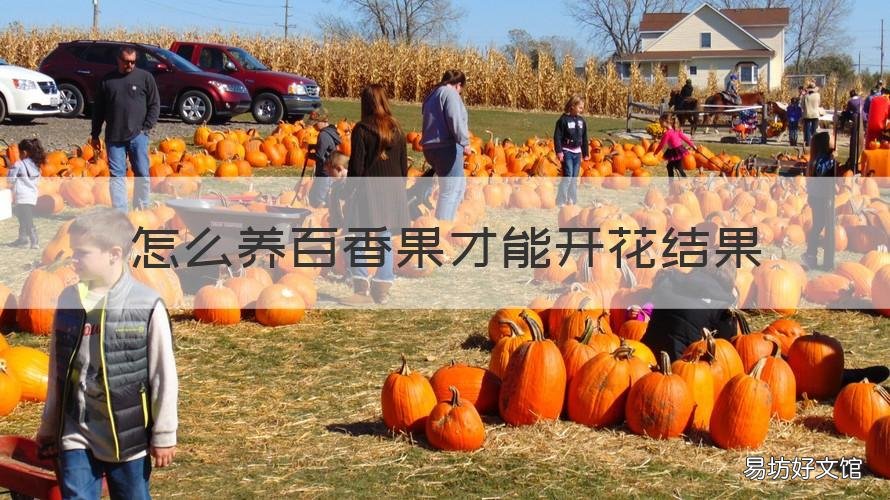 怎么养百香果才能开花结果 怎么养百香果才能开花结果实