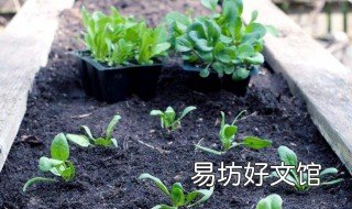 养花需要什么肥料 养花什么肥料长得好?
