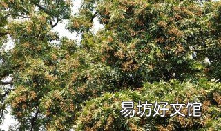 泸州桂圆介绍 泸州特产桂圆