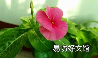 五叶梅怎样管理和施肥 三叶梅怎样施肥
