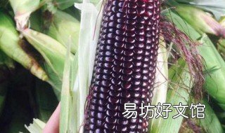 黑玉米是转基因食品吗 黑玉米有没有转基因
